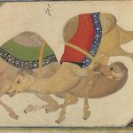 camelfight